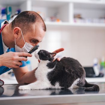 veterinarian examining a cat's eye