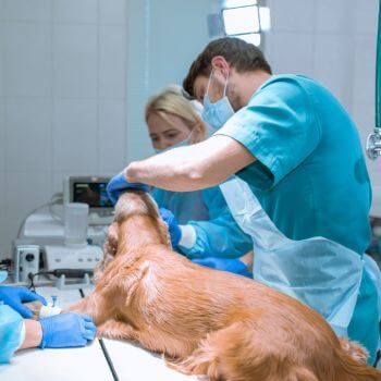 veterinarians treating a dog in a surgical room