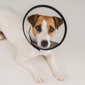 dog lying down wearing surgery cone