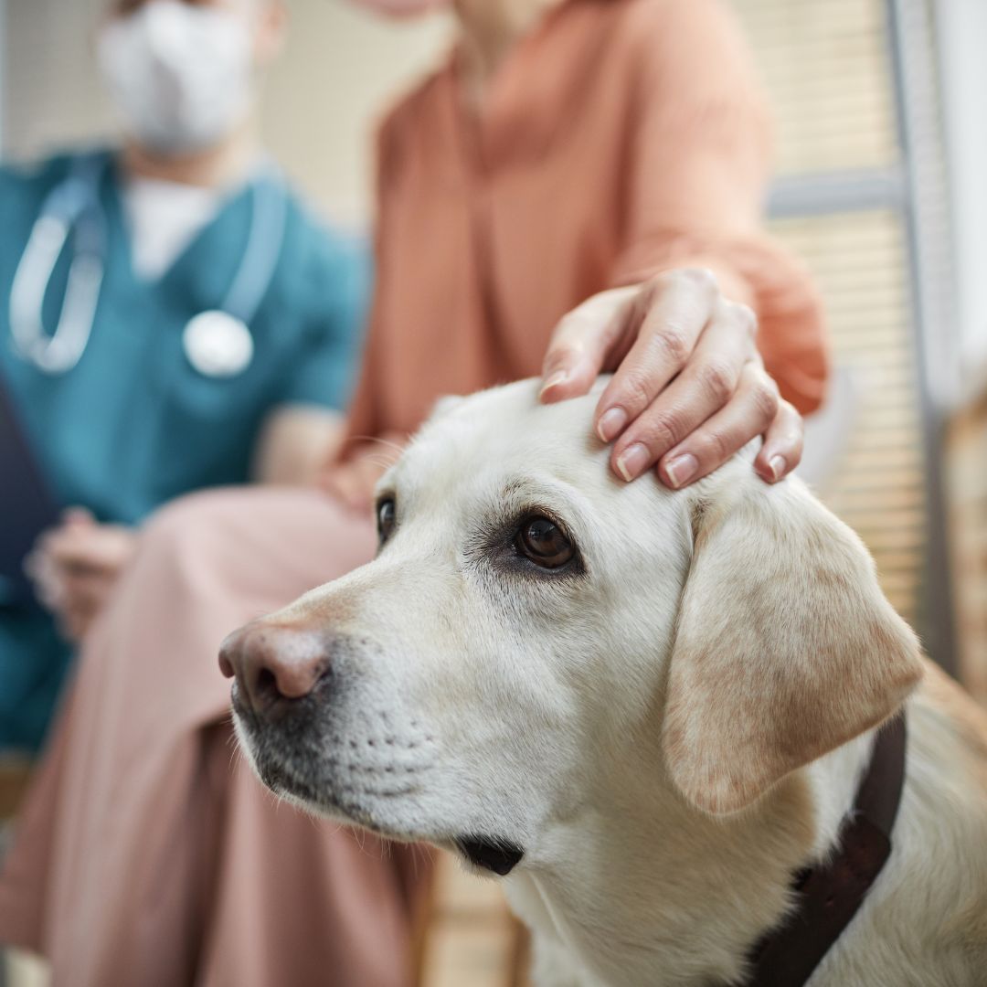 a dog with a person's hand on it