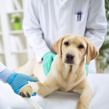 a dog lying on a bed with a bandaged paw