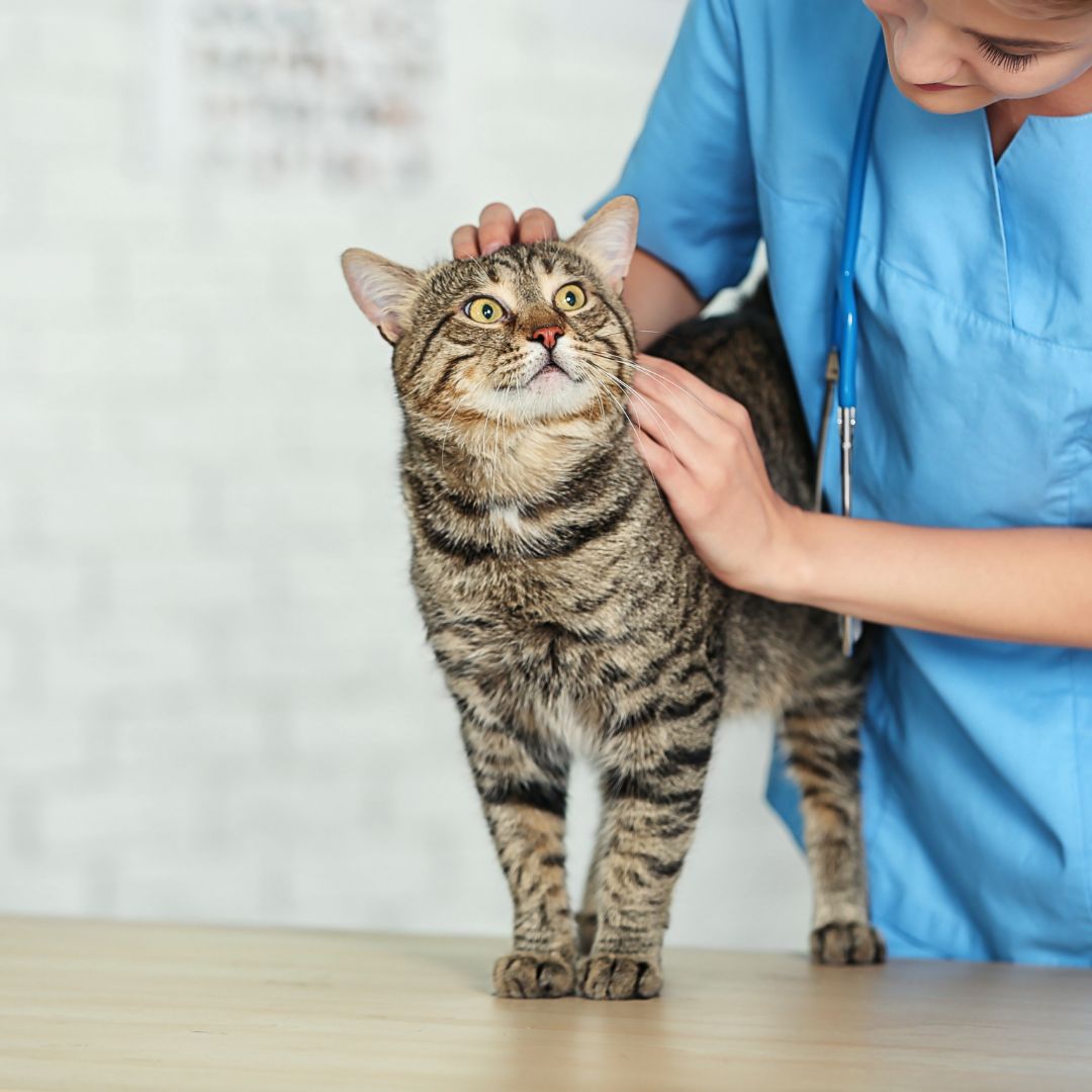 a person in blue scrubs petting a cat